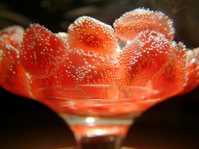 напиток перечно-медовый