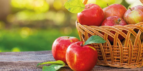 Olma ekish va parvarishlash bo‘yicha tavsiyalar