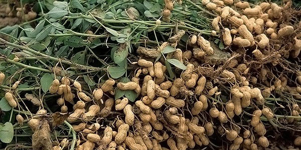 Yeryong‘oq yetishtirish bo‘yicha tavsiyalar